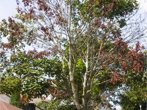 Forestry crews have been kept busy this summer as a disease is ravaging one of the most numerous trees in London, first turning the leaves brown then denuding the canopy. Photograph taken on Friday August 30, 2019.  (Mike Hensen/The London Free Press)