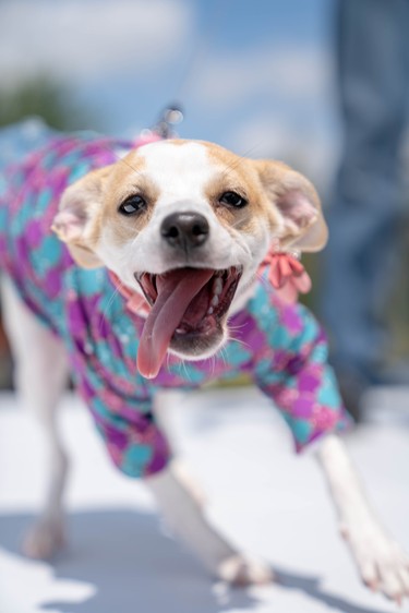 Kali, a six-month-old chihuahua-terrier mix models a tutu at Pawlooza's dog fashion show.