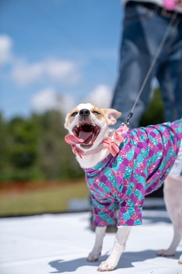 Kali, a six-month-old chihuahua-terrier mix models a tutu at Pawlooza's dog fashion show.