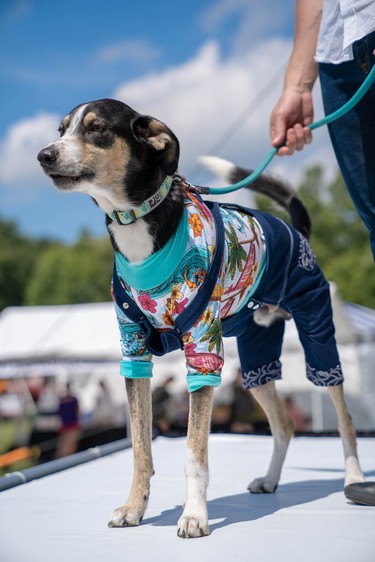 Fargo, a two-year-old hound mix and ARF rescue dog models an outfit made by Ruff Stitched at Pawlooza's dog fashion show.