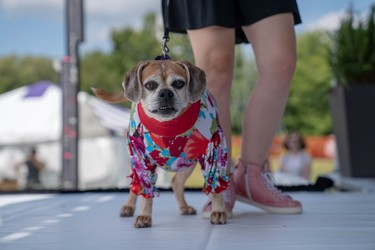 Sophie, a 10-year-old puggle, models an outfit created by Ruff Stitched at Pawlooza's doggy fashion show.