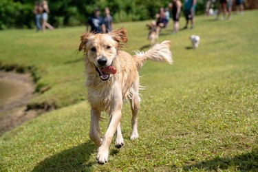 More than 6,000 dogs attended Pawlooza. An off-leash play area with a pond was a popular destination at the Plunkett Estates event.