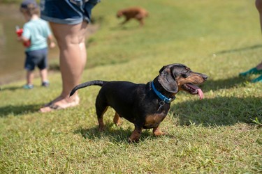 More than 6,000 dogs attended Pawlooza. An off-leash play area with a pond was a popular destination at the Plunkett Estates event.