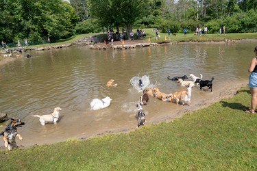 More than 6,000 dogs attended Pawlooza. An off-leash play area with a pond was a popular destination at the Plunkett Estates event.