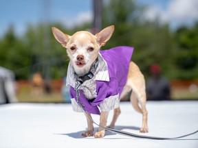 Waylen, a 10-year-old chihuahua, models in Pawlooza's dog fashion show. Waylen was adopted by Darlene Altmann from Texas Chihuahua Rescue one year ago.