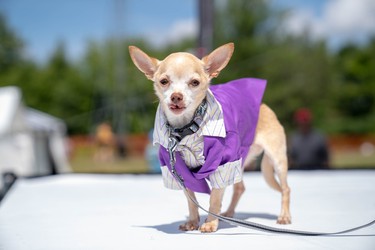 Waylen, a 10-year-old chihuahua, models in Pawlooza's dog fashion show. He was adopted by Darlene Altmann from Texas Chihuahua Rescue one year ago.