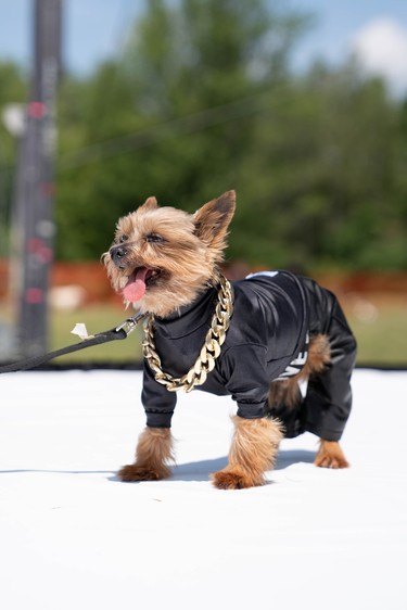Fez, a 13-year-old Yorkie mix, models an outfit created by Ruff Stitched at Pawlooza's dog fashion show.