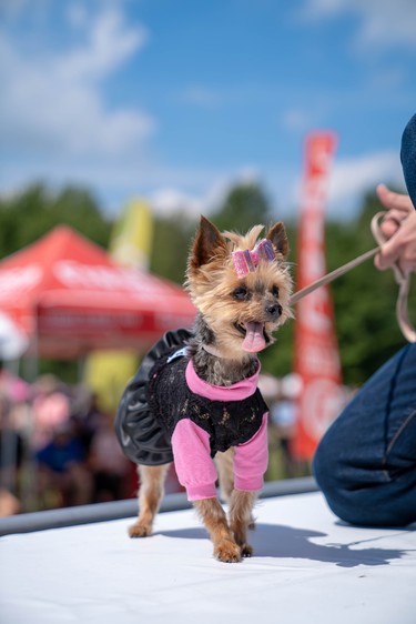 Daisy, a Yorkie, models an outfit created by Ruff Stitched at Pawlooza's dog fashion show.