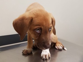 Lacey Coxson's eight-week-old puppy, Cooper, became ill hours after she adopted him. The dog remains at an emergency veterinary hospital, and Coxson said the bill for his care is just under $5,000. (Photos supplied by Lacey Coxson)