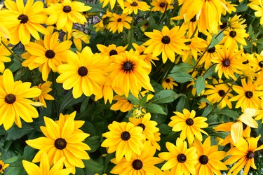 Black-eyed susans are in full bloom at Waterworks Park. (BARBARA TAYLOR, The London Free Press)