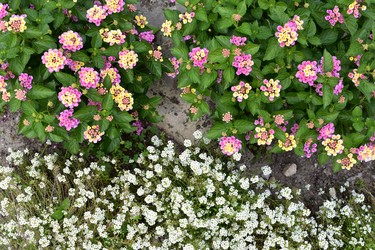 Pink lantana and fragrant white allysum make a pretty pair in Waterworks Park's well-tended garden.
 (BARBARA TAYLOR, The London Free Press)