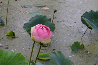 A lotus flower is a beautiful standout in the park's pond. (BARBARA TAYLOR, The London Free Press)