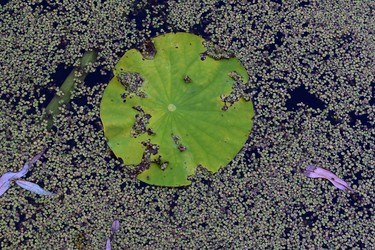 An eye-catching lotus leaf is surrounded by duck weed in one of several ponds in Waterworks Park. (BARBARA TAYLOR, The London Free Press)