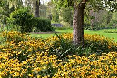 Black-eyed susans are currently omnipresent, this bunch providing a colourful approach to the lily ponds. (BARBARA TAYLOR, The London Free Press)
