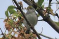 This chestnut-sided warbler was one of many warbler species seen on the Toronto Islands recently. Many warblers present an new identification challenge in the fall since their look has changed from bright spring breeding plumage to drab basic plumage. (PAUL NICHOLSON, Special to Postmedia News)