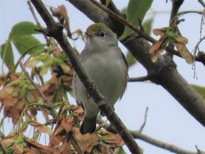 This chestnut-sided warbler was one of many warbler species seen on the Toronto Islands recently. Many warblers present an new identification challenge in the fall since their look has changed from bright spring breeding plumage to drab basic plumage. (PAUL NICHOLSON, Special to Postmedia News)