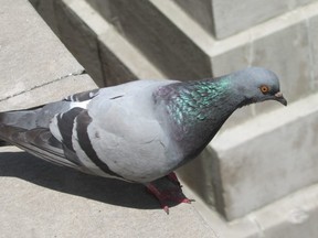 Pigeons such as this beautiful rock pigeon are underappreciated. While these synanthropic birds are most often ignored, scorned, or even abused, Jon Day celebrates them in a just-published book. (PAUL NICHOLSON, Special to Postmedia News)