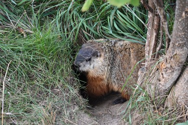 Dozens of groundhogs can be seen roaming the grounds of Fanshawe Conversation Area. This one shimmied out of its hole backwards when it thought the coast was clear. Groundhog spotting decreases in mid-October when they start hibernation re-emerging in February and March. (BARBARA TAYLOR, The London Free Press)