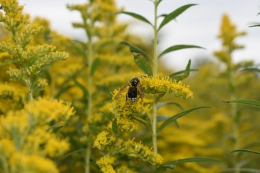 Cheerful Goldenrod is in full bloom in southern Ontario, a welcome sight to nature lovers, human and insect. Wasps and bees are omnipresent now feeding on the nectar. (BARBARA TAYLOR, The London Free Press)