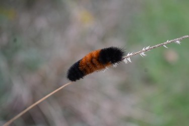 A woolly bear caterpillar seems to balance effortlessly on a reed on the edge of the woods at Fanshawe Conservation Area. (BARBARA TAYLOR, The London Free Press)