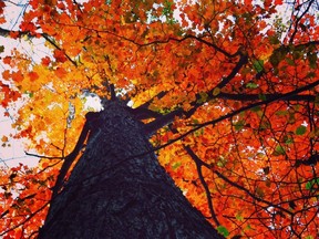 Rondeau park shows its fall finery with colourful maple leaves. Ontario Parks Caitlin Sparks