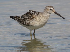 Interesting shorebirds continue to be seen across Southwestern Ontario. This stilt sandpiper was feeding recently at the Keith McLean Conservation Area just outside Rondeau Provincial Park. (Paul Nicholson/Special to Postmedia News)