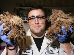 University of Windsor chemistry and biochemistry PhD student David Ure holds greenhouse tomato roots that he used to filter out phosphate in experiments. (Nick Brancaccio/Windsor Star).