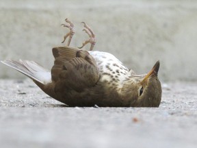 Across Canada and the U.S., rare and common birds have been lost at an alarming rate for decades. Research released this month documents these losses and points to remedial actions. (Paul Nicholson/Special to Postmedia News)