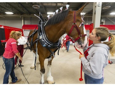 Karley Robertson of Listowel holds Dee, a three-year-old Clydesdale, while her mom Tracey gets it harnessed for a demonstration at the Western Fair's opening day on Friday. (Mike Hensen/The London Free Press)