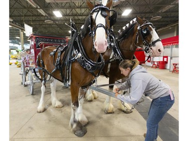 Karley Robertson of Listowel harnesses a team of   Clydesdales, Dee and Heather, for a demonstration on the first day of the Western Fair in London on Friday. (Mike Hensen/The London Free Press)