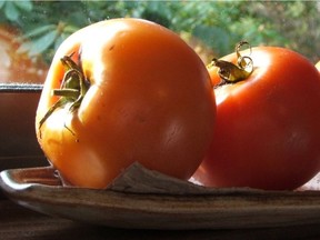 VICTORIA, B.C. - The last of the season's tomatoes, harvested Nov. 11. For Times Colonist story by Helen Chesnut, Nov. 26, 2011. Handout photo by Helen Chesnut.