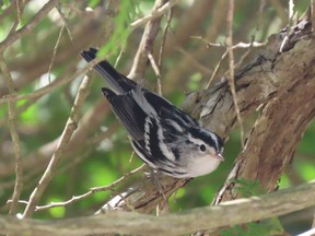 Warbler species such as this well-named black-and-white warbler have been migrating through Hamilton and across the rest of Southwestern Ontario. (Paul Nicholson/Special to Postmedia News)