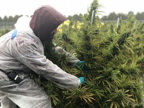 WeedMD employee Arturo Ruiz cuts a marijuana plant at the company's outdoor facility in Strathroy on Thursday, Oct 17, as business and political leaders toured the company as part of the London Chamber of Commerce fall agri-business tour. (JONATHAN JUHA, The London Free Press)