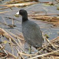 The American coot is a unique species in many ways. This member of the rail family can be seen on large ponds across Southwestern Ontario now. (Paul Nicholson/Special to Postmedia News)