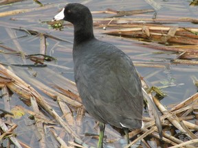The American coot is a unique species in many ways. This member of the rail family can be seen on large ponds across Southwestern Ontario now. (Paul Nicholson/Special to Postmedia News)