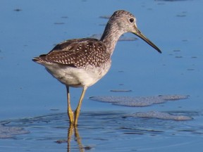 Nature London is hosting a presentation Oct, 25 by Quinten Wiegersma about the shorebirds of the James Bay tidal flats. This area is on an important bird migration flyway. PAUL NICHOLSON/SPECIAL TO POSTMEDIA NEWS