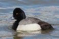 Lesser scaup and other  duck species are flying through Southwestern Ontario in late October and early November. (PAUL NICHOLSON/Special to Postmedia News)