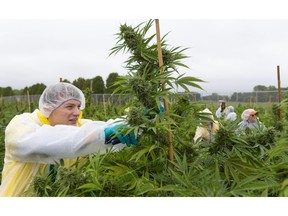 Lucas Brown of WeedMD harvests the top buds from their outdoor crop of marijuana at their outdoor location just north of Mount Brydges in October 2019. Mike Hensen/The London Free Pres