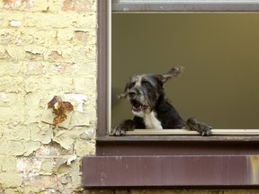 This pet pooch on the second floor of a Dundas Street building was either: A) complaining about the noise emanating from the construction of the flex street between Richmond and Clarence streets, or B) telling a squirrel to vacate the nearby alley across the street. Mike Hensen/The London Free Press/Postmedia Network