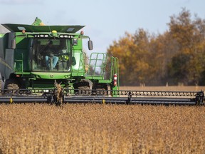 Ron Smith of Killins Custom Work out of Dorchester combines soybeans near Thorndale. They harvest about 6,000 acres of beans and 9,000 acres of corn in the fall with several combines harvesting for local farmers. Mike Hensen/The London Free Press/Postmedia Network