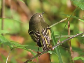 The ruby-crowned kinglet is one of Southwestern Ontario's two kinglets. Each of the two species has a crown of feathers for which the tiny birds are named, however the ruby-crowned kinglet such as the one pictured here will only display its crown in the spring. PAUL NICHOLSON/SPECIAL TO POSTMEDIA NEWS