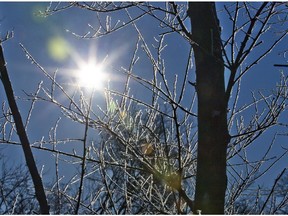 Frost covered branches glow in the light of the sun in London, Ont. on Friday November 29, 2013. (Free Press file photo)