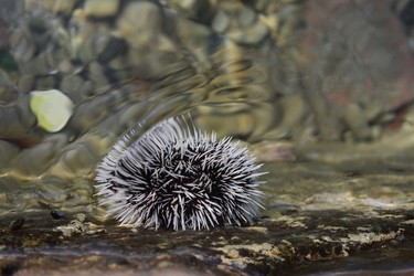 Great to gaze at a fascinating sea urchin just beneath the water's surface on a stroll along a Bequia walkway.

St. Vincent and the Grenadines 2019
BARBARA TAYLOR THE LONDON FREE PRESS/POSTMEDIA NEWS
