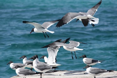 Laughing gulls, so-named for their laugh sounding call gather dockside on Petit St. Vincent.

St. Vincent and the Grenadines 2019
BARBARA TAYLOR THE LONDON FREE PRESS/POSTMEDIA NEWS