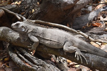 An iguana rests on a branch at the Tobago Cays Marine Park, a common sight, but always intriguing.

St. Vincent and the Grenadines 2019
BARBARA TAYLOR THE LONDON FREE PRESS/POSTMEDIA NEWS