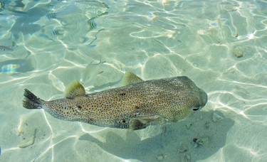 Cool to eye puffer fish swim by while you stand knee-deep in the crystal-clear bay of Tobago Cays Marine Park.

St. Vincent and the Grenadines 2019
BARBARA TAYLOR THE LONDON FREE PRESS/POSTMEDIA NEWS