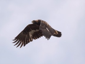 November is the best time to watch the skies for golden eagles, large raptors that are named for the golden plumage of their napes. They are among the last of our fall migrants. (Don Taylor/Special to Postmedia News)
