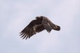 November is the best time to watch the skies for golden eagles, large raptors that are named for the golden plumage of their napes. They are among the last of our fall migrants. (Don Taylor/Special to Postmedia News)