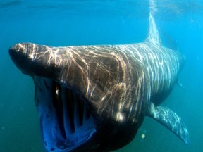 Basking sharks, the world's second-largest shark species, is endangered and nearly extinct in Pacific waters. A Western researcher, in partnership with a team at Queen's University Belfast, recently published a study looking at the movement of basking sharks.