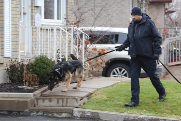 London police Const. Aaron Adams and search dog Vino scour the yards of homes around Southdale Road and Millbank Drive on Monday morning. There was a heavy police presence in the area after shots were fired in nearby townhouse complex on Sunday night. DALE CARRUTHERS / THE LONDON FREE PRESS